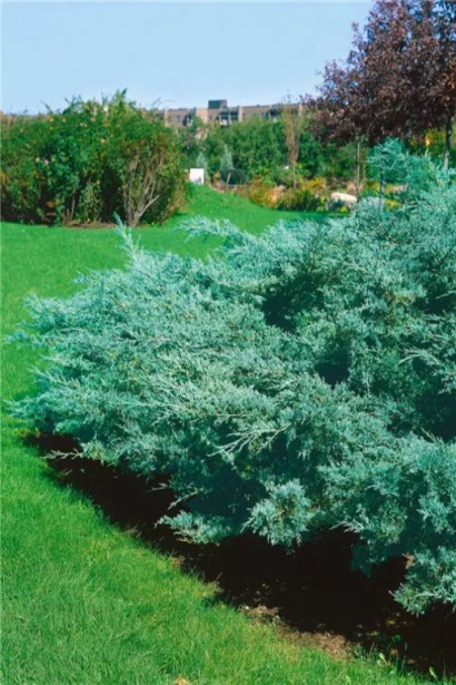 Ялівець блакитний Хетц